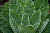 普通毛蕊花和雨滴