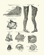 人体解剖学，鼻子，眼睛，筋膜腿，维多利亚解剖学绘图