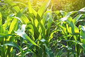 玉米在阳光下生长在农田里