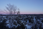 树在日落。冬季森林雪