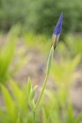 野生鸢尾花和杂草