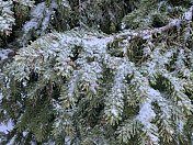 冷杉枝在雪中