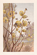 《春天的昆虫》，色版画，出版于1884年