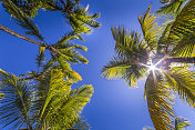 热带放松，在棕榈树的阴影下-巴伊亚，巴西东北部