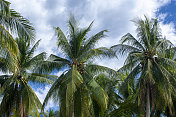 中美洲棕榈树和椰子