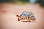 在南非动物保护区，豹龟走过一条路。