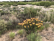 新墨西哥沙漠拉斯克鲁塞斯的极乐鸟植物