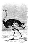 非洲鸵鸟 非洲鸵鸟