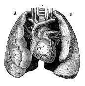 古董插图:心脏和肺