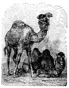 古董插图:骆驼和单峰驼
