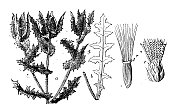 古插图，植物学:本尼迪克特蓟(圣本尼迪克特蓟，祝福蓟，神圣蓟)