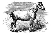 古董插图:Percheron Horse