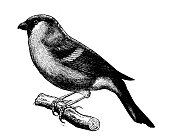 古董插图:红腹灰雀 古董插图:红腹灰雀
