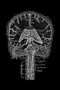 大脑和脊髓的血管和淋巴管