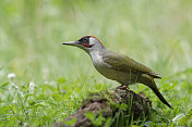 雄性欧洲绿啄木鸟(Picus viridis)