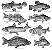鲈鱼坦奇和不同的鱼插图1897