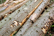 松树皮-砍伐的云杉
