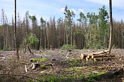 砍伐森林中的原木