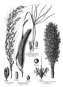 谷类植物小米和水稻1897年