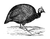古董插图:戴头盔的珍珠鸡(Numida meleagris)
