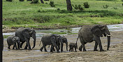 非洲丛林象(Loxodonta africana)，也被称为非洲草原象，坦桑尼亚的塔兰吉尔国家公园