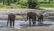 非洲丛林象(Loxodonta africana)，也被称为非洲草原象，坦桑尼亚的塔兰吉尔国家公园