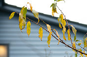 一棵桃树的黄色叶子在冬天靠着蓝色的隔板房子