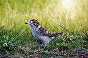 伯劳鸟(Cracticus torquatus)