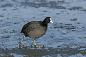 冬天的白骨顶(Fulica atra)