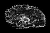 大脑皮层纤维方向