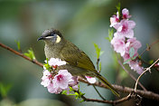 莱温斯蜂蜜食蜜者