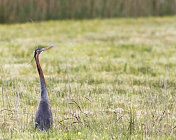 紫鹭(Ardea purpurea)