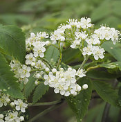 花楸，花楸(花楸属)，开花