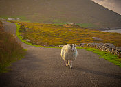 黄金时间漫步-爱尔兰绵羊