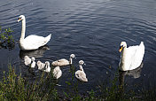 两只母天鹅和五只小天鹅在春天的水上。