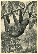 雌树懒挂在雨林的一棵树上