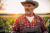 老农民在玉米地里的肖像
