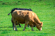 在一个晴朗的夏日早晨，在苏格兰的田野里，一头棕色的肉牛在一头吃草的黑色肉牛前面