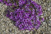 这是一种一年生开花的植物，被称为紫垫子，或紫色垫子，发现于加利福尼亚州约书亚树国家公园