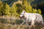 田野里的白色牧羊犬