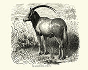 Sabre角羚羊