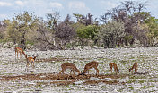 非洲纳米比亚Etosha NP的黑脸黑斑羚