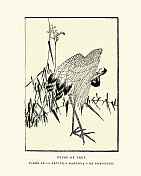 鹤学，鸟学，日本艺术