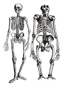 人类和大猩猩的骨架，并排比较