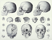 古董雕刻古董，骨头雕刻古董插图，1851年出版