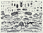 古刻古物，鞘翅目昆虫及脊索目各纲昆虫雕刻古物插图，1851年出版