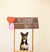 狗狗坐在情人节接吻亭里