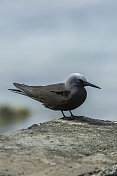 黑noddy或white-capped noddy (Anous minutus)是一种来自Laridae海鸟。Papahānaumokuākea海洋国家纪念碑，中途岛，中途岛环礁，夏威夷群岛