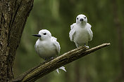 The White Tern (Gygis alba) is a small seabird found across the tropical oceans of the world. Papahānaumokuākea Marine National Monument, Midway Island, Midway Atoll, Hawaiian Islands. A courting pair. Grooming.