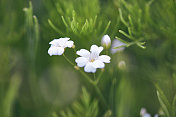 Gypsophila植物正在开花